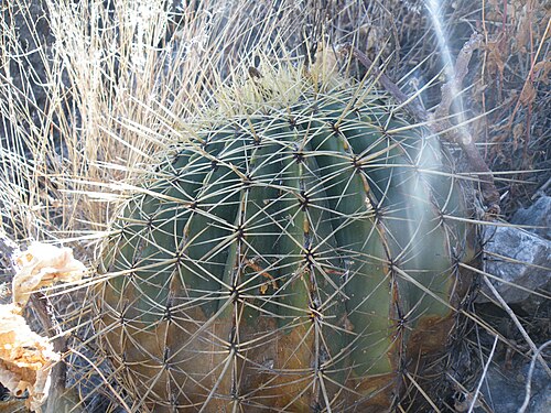 Ferocactus glaucescens: S of Caricillo towards Xichu, Guanajuato