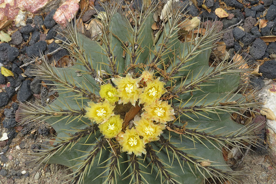 Ferocactus glaucescens: Ferocactus glaucescens In the 'Cacti and Euphorbia Garden' of Lotusland — in Montecito, near Santa Barbara in southern California. Native to northeastern Mexico