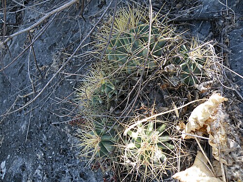 Ferocactus glaucescens: S of Caricillo towards Xichu, Guanajuato
