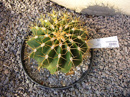 Ferocactus glaucescens: Ferocactus glaucenses