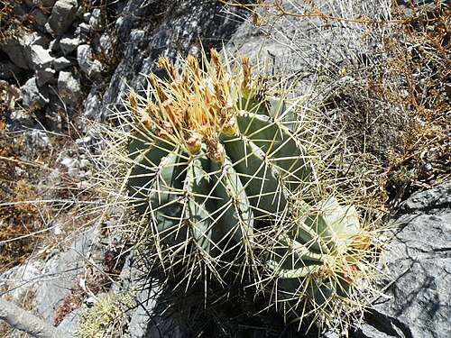 Ferocactus glaucescens: S of Caricillo towards Xichu, Guanajuato
