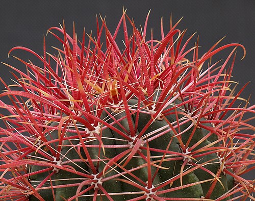 Fire barrel cactus: OLYMPUS DIGITAL CAMERA