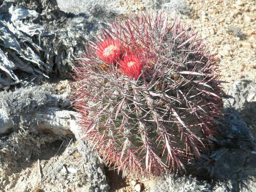 Fire barrel cactus (Ferocactus gracilis)