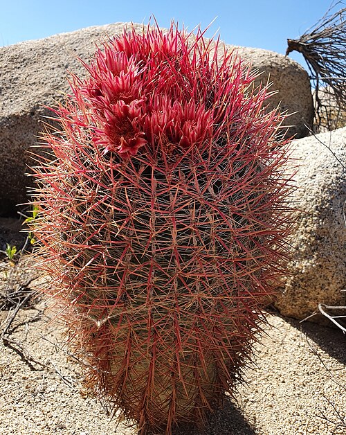Fire barrel cactus: Fire Barrel Cactus ( Ferocactus gracilis ) in Mexico
