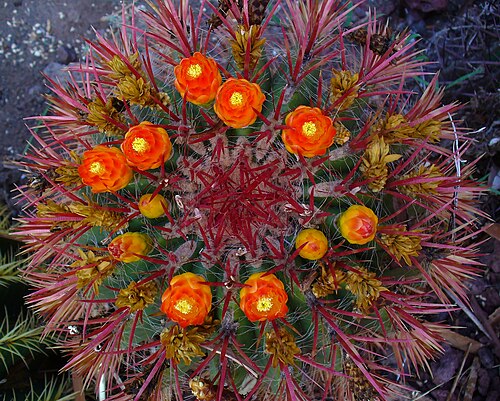 Fire barrel cactus: Flowers; Cactualdea, Tocodoman, Gran Canaria, Spain.
