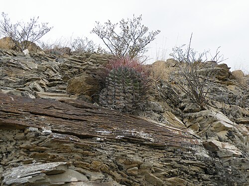 Turk's head: Piedras Blancas, Coahuila