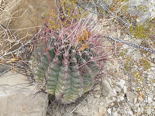 Turk's head: Piedras Blancas, Coahuila
