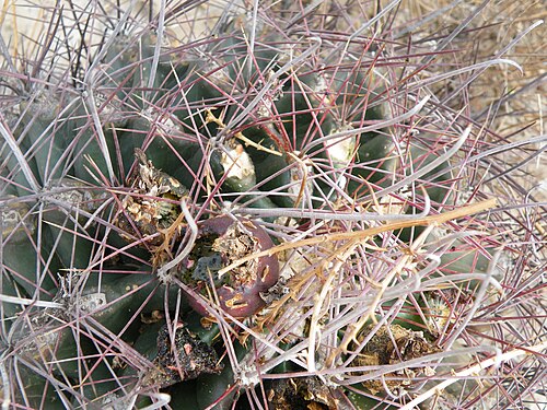 Turk's head: On the way to Estacion Marte. Coahuila