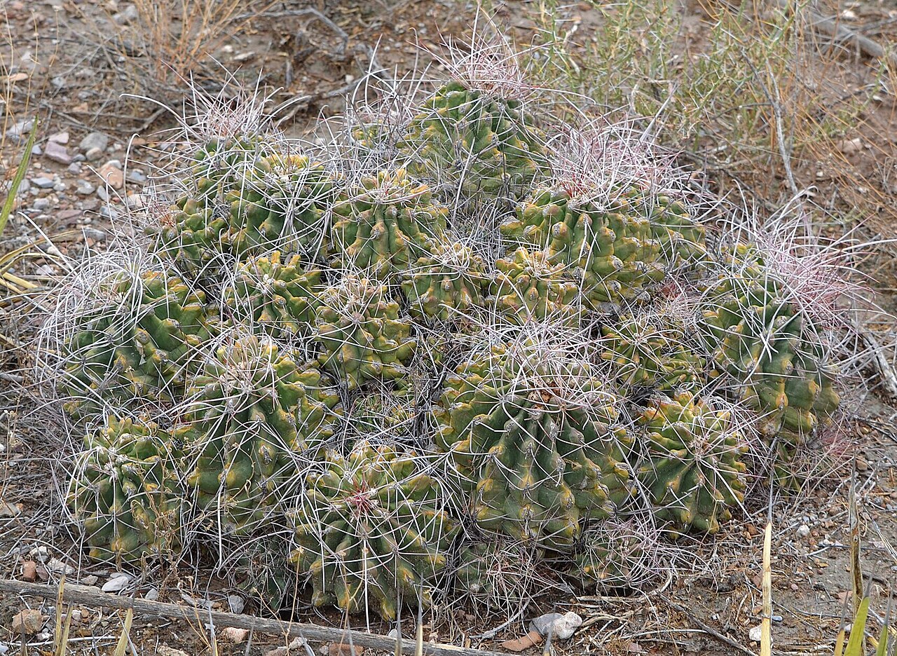 Turk's head: Turk's Head ( Hamatocactus hamatacanthus ) in Mexico