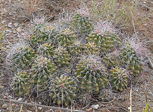 Turk's head: Turk's Head ( Hamatocactus hamatacanthus ) in Mexico