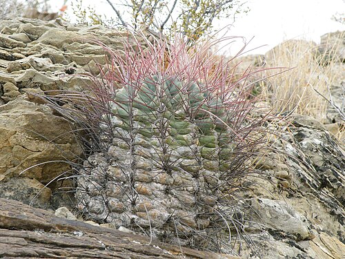 Turk's head: Piedras Blancas, Coahuila