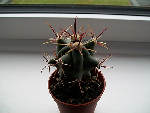 Ferocactus histrix: I can't tell what cactus this is, but I think it might be Ferocactus glaucescens.