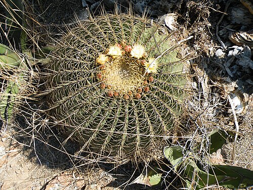 Ferocactus histrix: Cadereyta, Queretaro