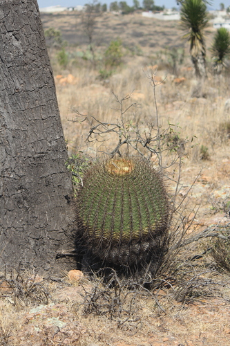 Ferocactus histrix (Ferocactus histrix)