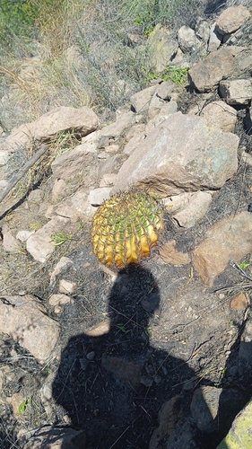 Ferocactus histrix (Ferocactus histrix)