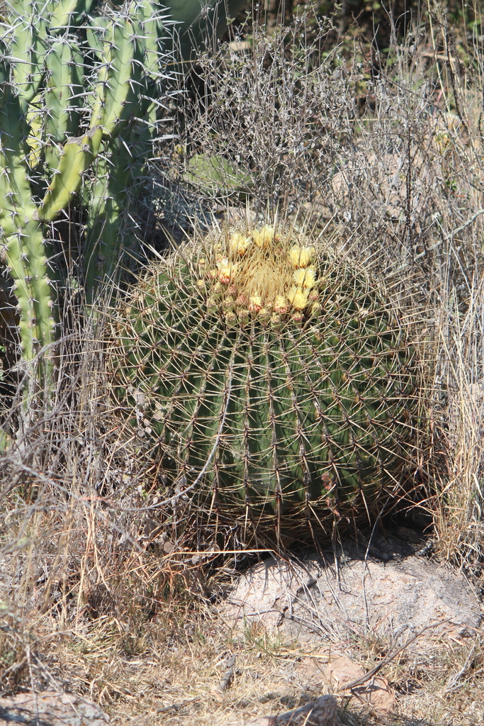 Ferocactus histrix (Ferocactus histrix)