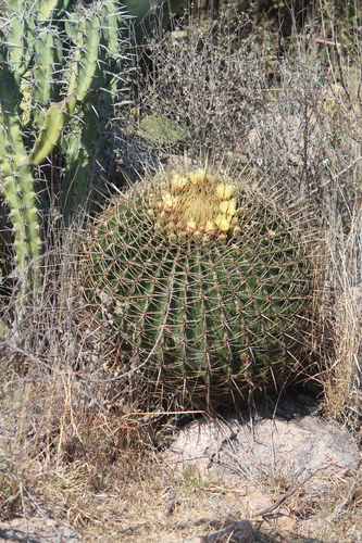 Ferocactus histrix (Ferocactus histrix)
