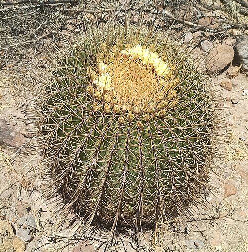 Ferocactus histrix: Ferocactus histrix (Familia: Cactaceae). Nombre común: biznaga barril de acitrón. Espécimen visto en Tierra Blanca, Guanajuato, México.