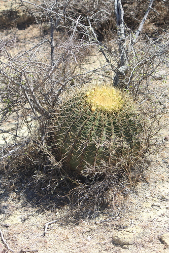 Ferocactus histrix (Ferocactus histrix)