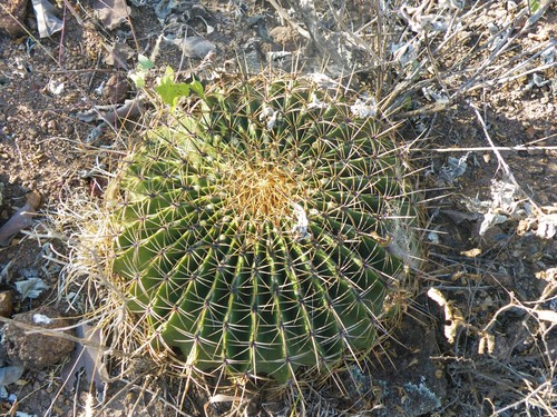 Ferocactus histrix (Ferocactus histrix)