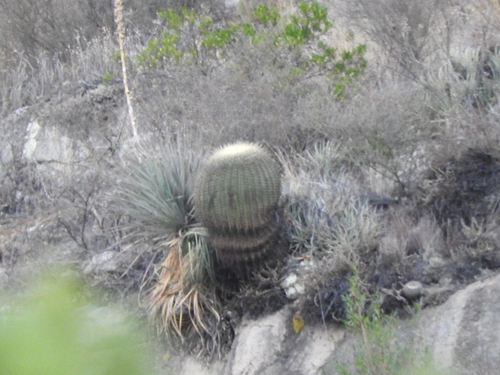Ferocactus histrix (Ferocactus histrix)