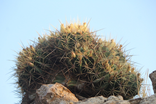 Ferocactus histrix (Ferocactus histrix)