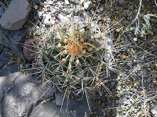 Ferocactus histrix: Near Rio Venados, Hidalgo