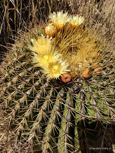 Ferocactus histrix (Ferocactus histrix)