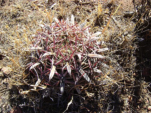 Ferocactus latispinus: Near Juarez, Zacatecas
