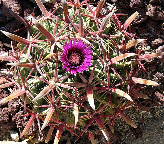 Ferocactus latispinus: Dick Culbert: It is known as the Crow's Food Cactus or Devil's Tongue Barrel. With a variety of subspecies, Ferocactus latispinus calls central and southern Mex