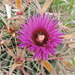 Ferocactus latispinus (Ferocactus latispinus)