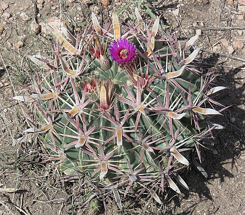 Ferocactus latispinus: Devil's Tongue Barrel Cactus ( Ferocactus latispinus ) in Mexico