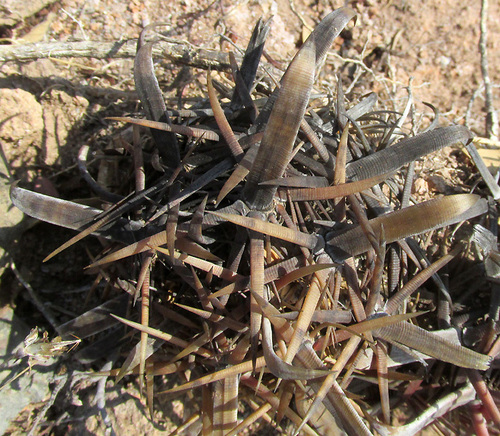 Ferocactus latispinus (Ferocactus latispinus)