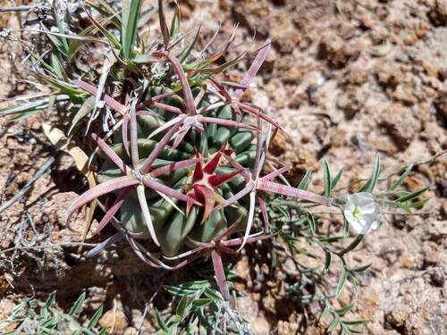 Ferocactus latispinus (Ferocactus latispinus)