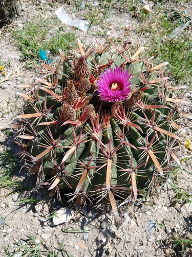 Ferocactus latispinus (Ferocactus latispinus)