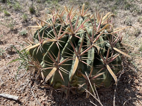 Ferocactus latispinus (Ferocactus latispinus)