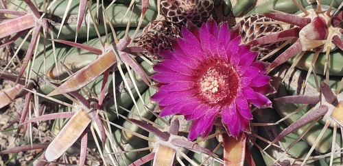 Ferocactus latispinus (Ferocactus latispinus)