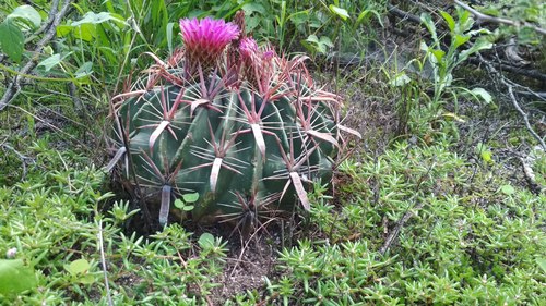 Ferocactus latispinus (Ferocactus latispinus)