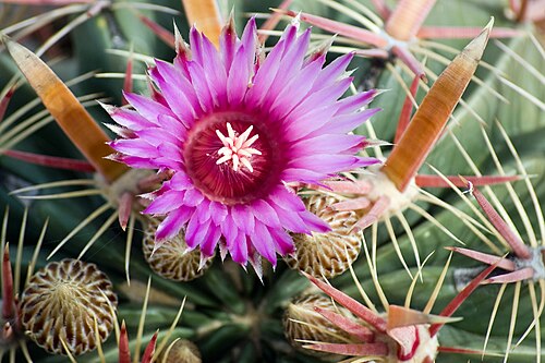 Ferocactus latispinus: This barrel cactus ( Ferocactus latispinus ) blossom is not a fall surprise, like my photo last week. This one is supposed to bloom in November and it is right 