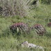 Ferocactus latispinus (Ferocactus latispinus)