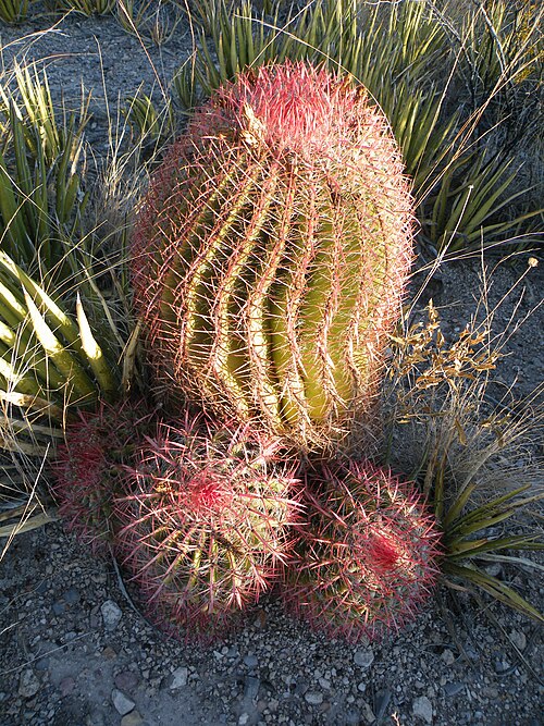 Mexican fire barrel: Concepcion del Oro, Zacatecas