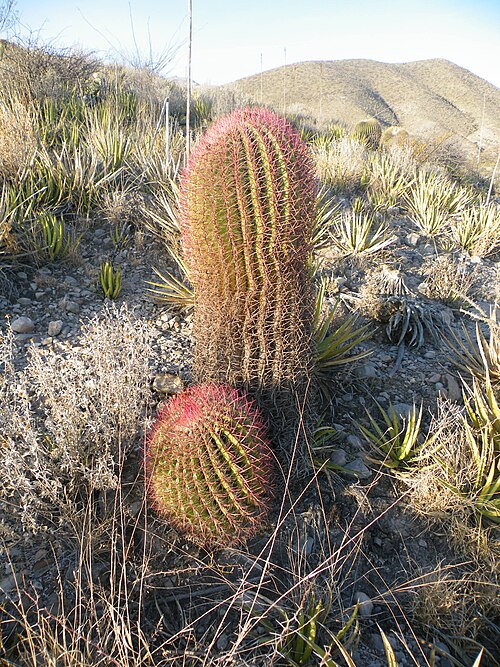 Mexican fire barrel: Concepcion del Oro, Zacatecas