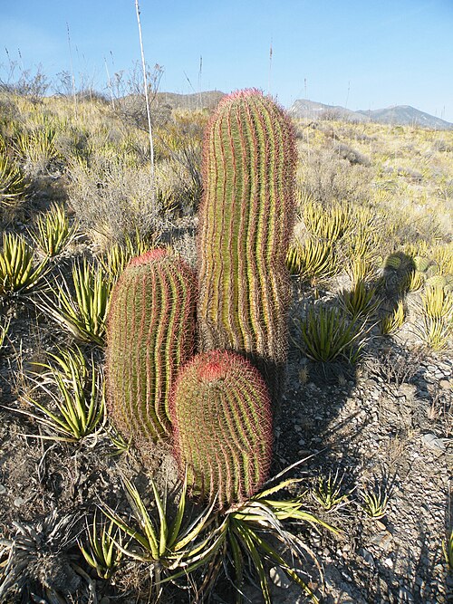 Mexican fire barrel: Ferocactus pilosus