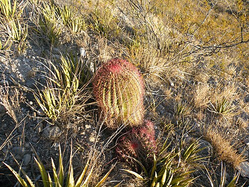 Mexican fire barrel: Concepcion del Oro, Zacatecas