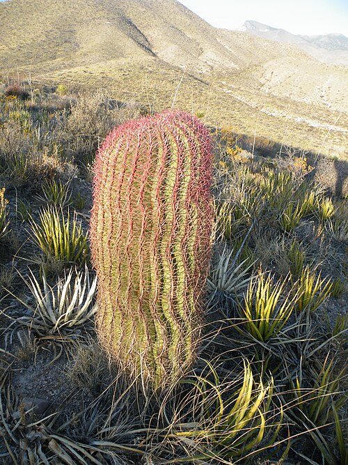Mexican fire barrel: Concepcion del Oro, Zacatecas