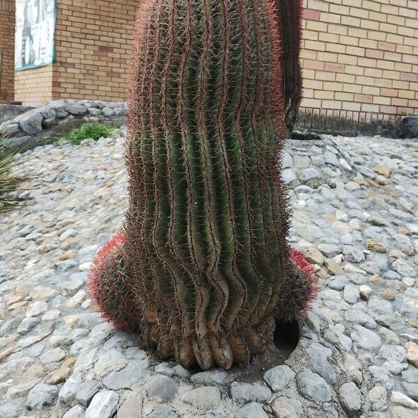 Mexican fire barrel (Ferocactus piliferus)