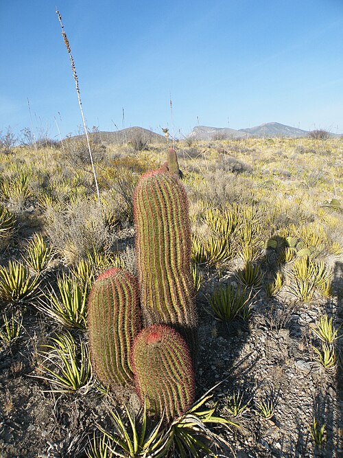 Mexican fire barrel: Ferocactus pilosus
