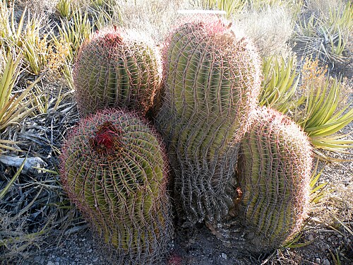Mexican fire barrel: Concepcion del Oro, Zacatecas