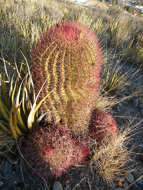 Mexican fire barrel: Concepcion del Oro, Zacatecas