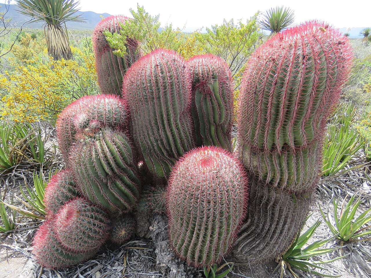 Mexican fire barrel: Ferocactus pilosus in Mexico